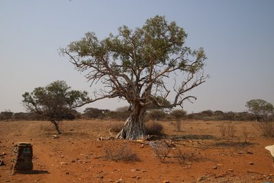 Ficus salicifolia, photographed by Tony Rebelo