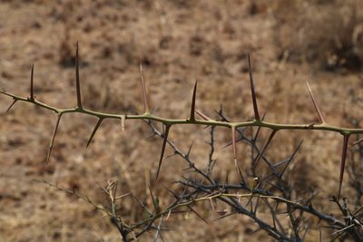 Gymnosporia glaucophylla, photographed by Tony Rebelo