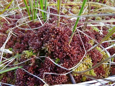 Sphagnum medium, photographed by Grzegorz Grzejszczak