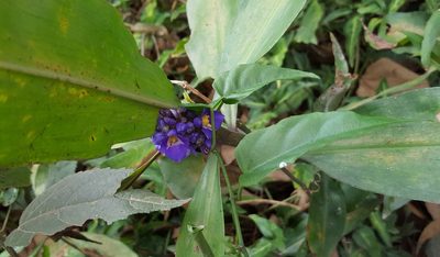 Dichorisandra thyrsiflora, photographed by alessandradalia