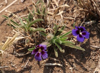 Aptosimum lineare, photographed by Tony Rebelo