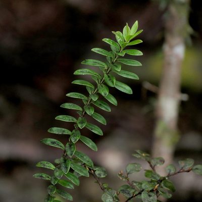 Veronica canterburiensis, photographed by Katja Schulz