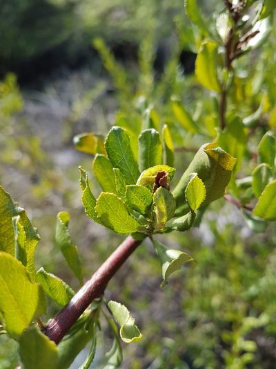 Escallonia illinita, photographed by Javier Conejeros Gastó