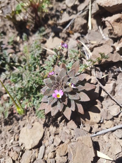 Viola subandina, photographed by Javier Conejeros Gastó