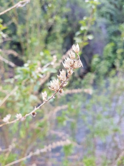 Grimolobium glandulosum, photographed by Javier Conejeros Gastó