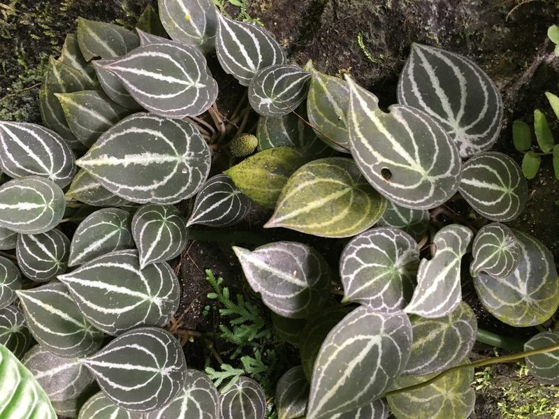 Peperomia clavigera, photographed by lisong