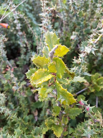 Berberis horrida, photographed by Javier Conejeros Gastó