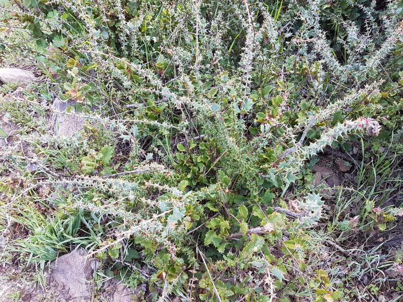 Berberis horrida, photographed by Javier Conejeros Gastó