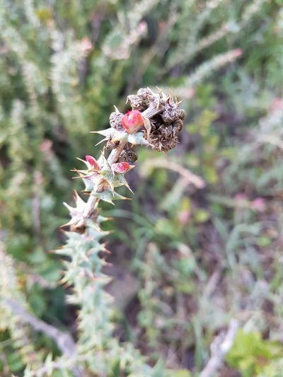 Berberis horrida, photographed by Javier Conejeros Gastó