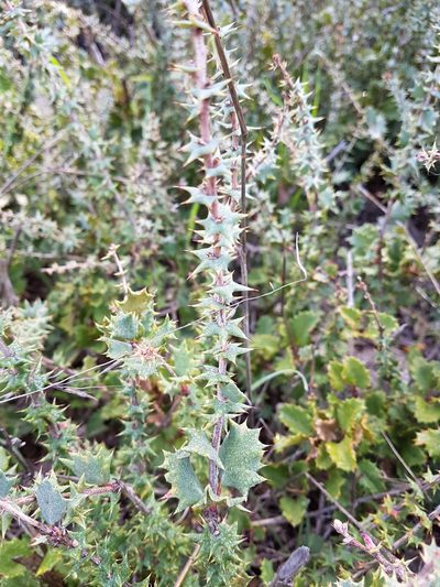 Berberis horrida, photographed by Javier Conejeros Gastó