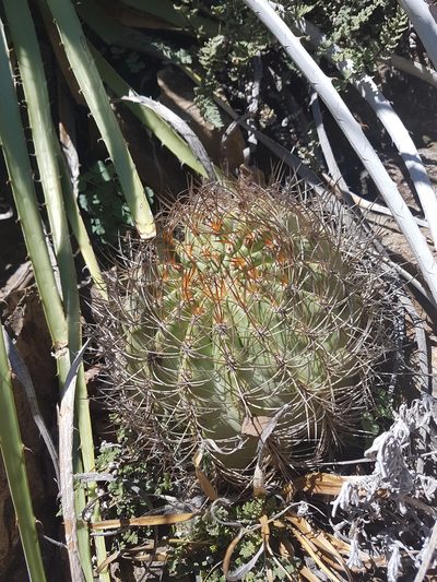 Eriosyce curvispina, photographed by Javier Conejeros Gastó