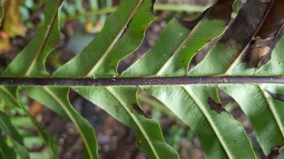 Neoblechnum brasiliense, photographed by alessandradalia