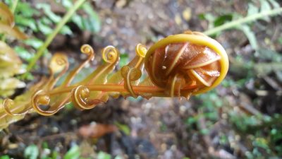 Neoblechnum brasiliense, photographed by alessandradalia
