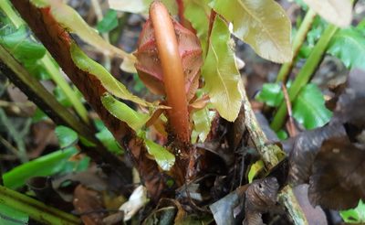 Neoblechnum brasiliense, photographed by alessandradalia