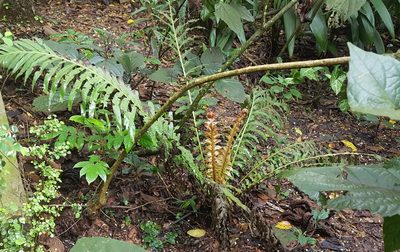 Neoblechnum brasiliense, photographed by alessandradalia