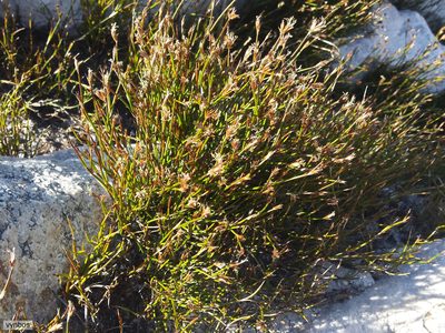 Restio virgeus, photographed by Chris Vynbos