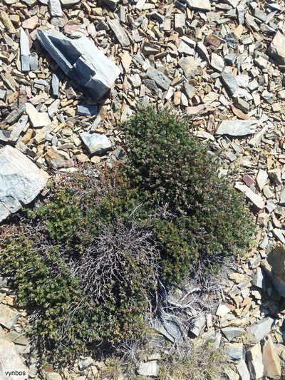 Cliffortia weimarckii, photographed by Chris Vynbos