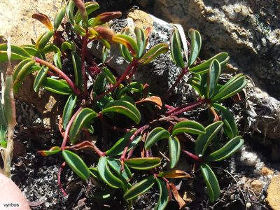 Oxalis stokoei, photographed by Chris Vynbos