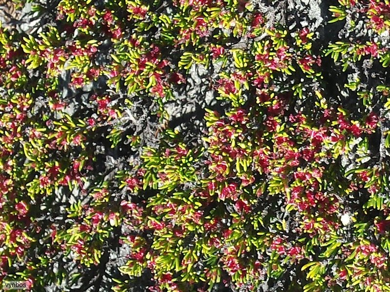 Cliffortia neglecta, photographed by Chris Vynbos