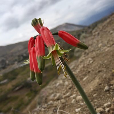 Phaedranassa dubia, photographed by Diego F. Cisneros-Heredia