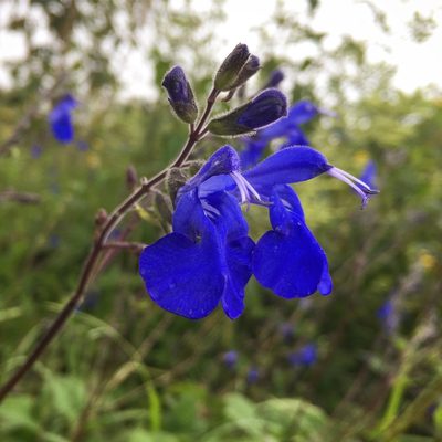 Salvia sagittata, photographed by Diego F. Cisneros-Heredia
