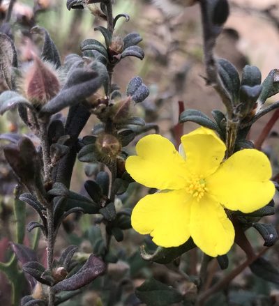 Hibbertia commutata, photographed by Ann Bentley