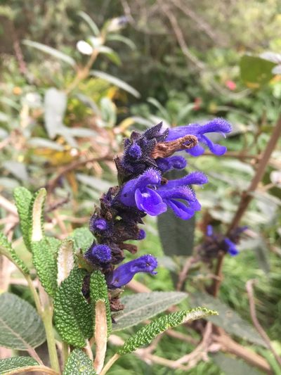 Salvia corrugata, photographed by Diego F. Cisneros-Heredia