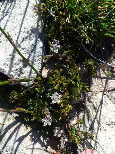 Erepsia esterhuyseniae, photographed by Chris Vynbos