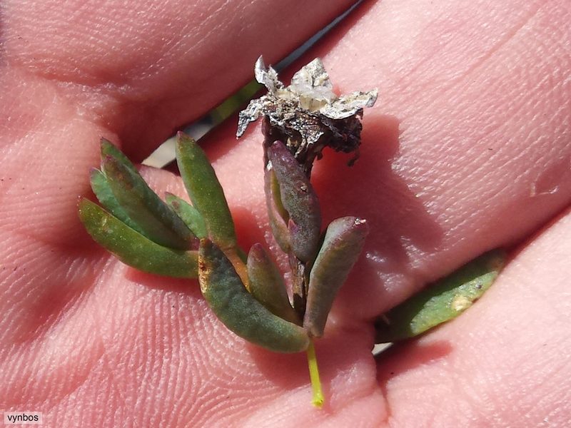 Erepsia esterhuyseniae, photographed by Chris Vynbos