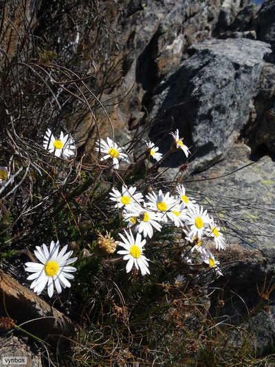 Polyarrhena imbricata, photographed by Chris Vynbos