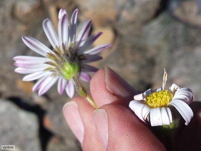 Polyarrhena imbricata, photographed by Chris Vynbos