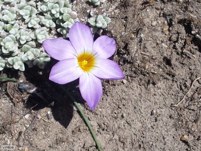 Romulea atrandra, photographed by Chris Vynbos