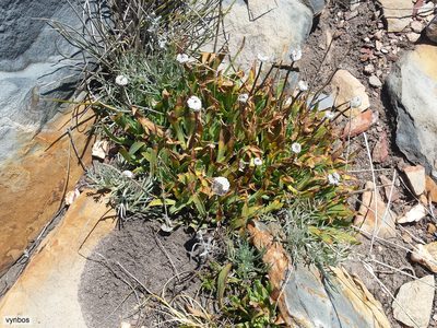 Phaneroglossa bolusii, photographed by Chris Vynbos
