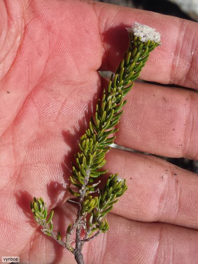 Phylica chionophila, photographed by Chris Vynbos