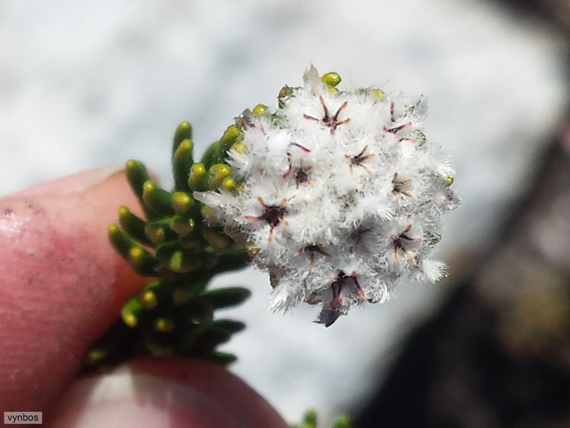 Phylica chionophila, photographed by Chris Vynbos