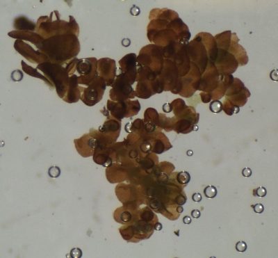 Frullania pentapleura, photographed by John Steel