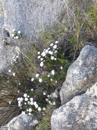 Phylica chionophila, photographed by Chris Vynbos