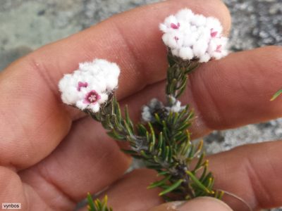 Phylica chionophila, photographed by Chris Vynbos