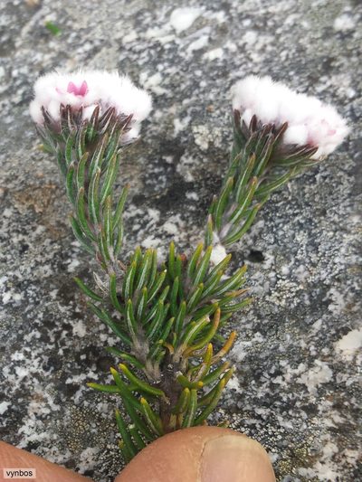 Phylica chionophila, photographed by Chris Vynbos