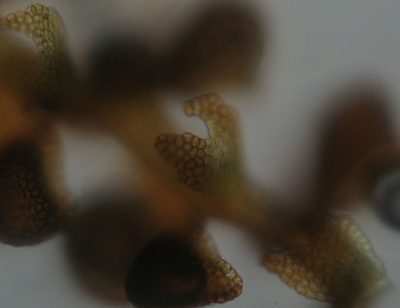 Frullania pentapleura, photographed by John Steel