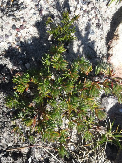 Cliffortia weimarckii, photographed by Chris Vynbos