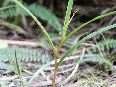 Pterostylis cardiostigma, photographed by Jacqui Geux
