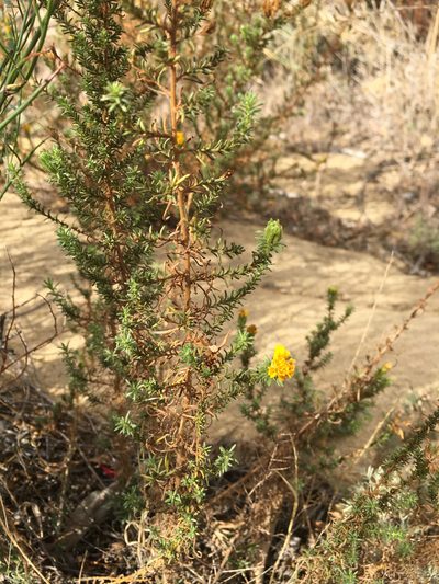 Deinandra minthornii, photographed by Casey Schreiner