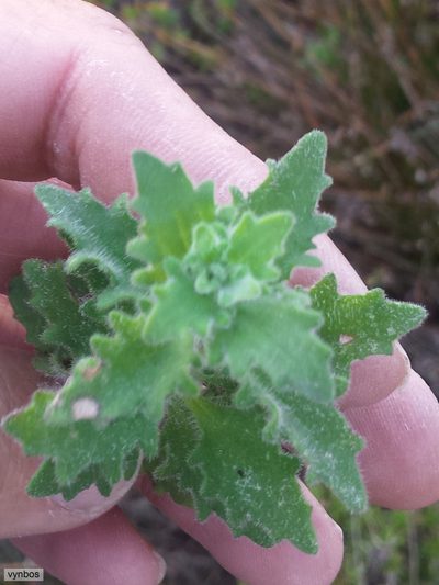Trieenea glutinosa, photographed by Chris Vynbos