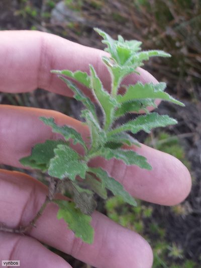 Trieenea glutinosa, photographed by Chris Vynbos