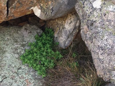 Trieenea glutinosa, photographed by Chris Vynbos