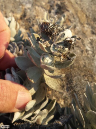 Syncarpha marlothii, photographed by Chris Vynbos