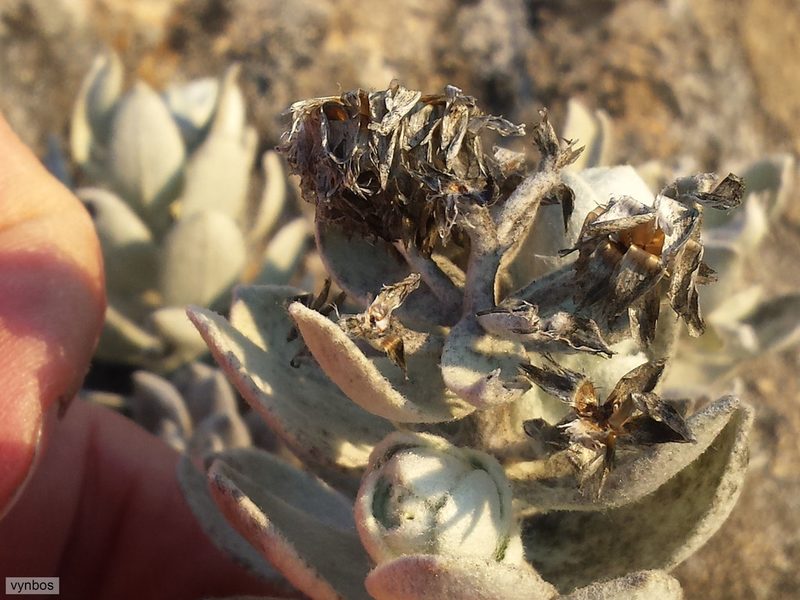 Syncarpha marlothii, photographed by Chris Vynbos