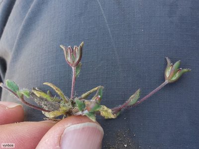 Phyllopodium viscidissimum, photographed by Chris Vynbos