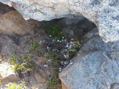 Heliophila nubigena, photographed by Chris Vynbos